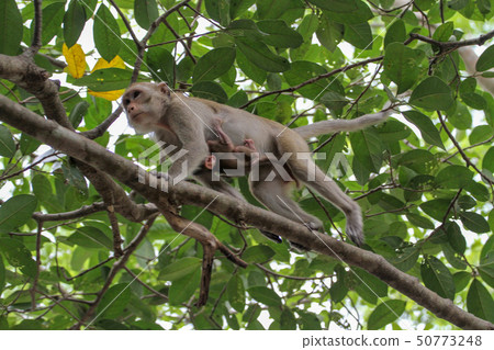 The female monkey Carry baby monkey on branch tree The female monkey Carry baby monkey on branch tree 50773248