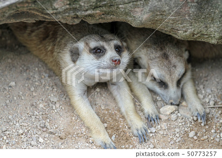 The Suricata suricatta or meerkat sleep in cave The Suricata suricatta or meerkat sleep in cave 50773257