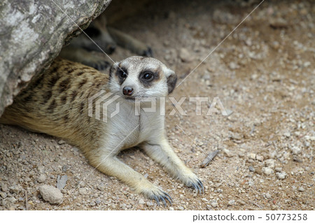 The Suricata suricatta or meerkat sleep in cave 50773258