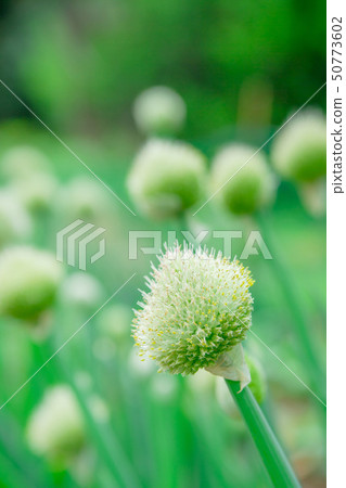 Green onion shaved Green onion shaved 50773602