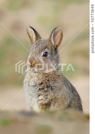 Adorable wild rabbit baby by burrow Adorable wild rabbit baby by burrow 50773649