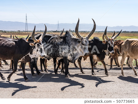 Brahman or Zebu bulls on the road to Gheralta in Tigray, Ethiopia Brahman or Zebu bulls on the road to Gheralta in Tigray, Ethiopia 50773665
