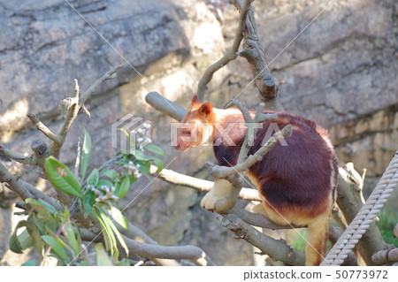 Sesuji Kino boli Kangaroo shooting permission / cooperation: yokohama zoo Zourasia 50773972
