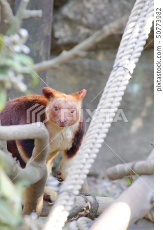 Sesuji Kino boli Kangaroo shooting permission / cooperation: yokohama zoo Zourasia 50773982