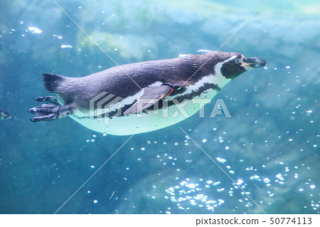 游泳洪堡企鵝射擊許可·合作：橫濱動物園Zourasia 50774113