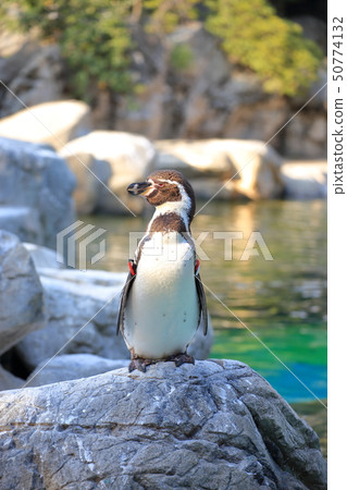 Humboldt企鵝在岩石區域，射擊許可和合作：橫濱動物園Zourasia 50774132