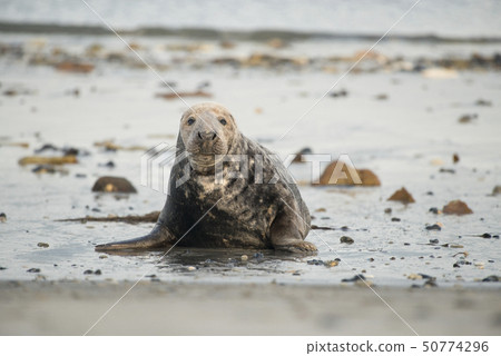 Grey seal seen from the front lying down Grey seal seen from the front lying down 50774296