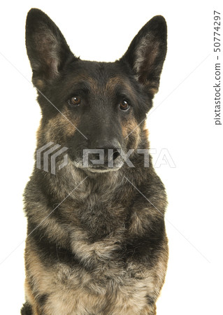Isolated portrait of a german shepherd dog Isolated portrait of a german shepherd dog 50774297