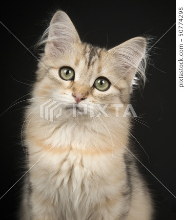 Siberian kitten portrait on a black background Siberian kitten portrait on a black background 50774298