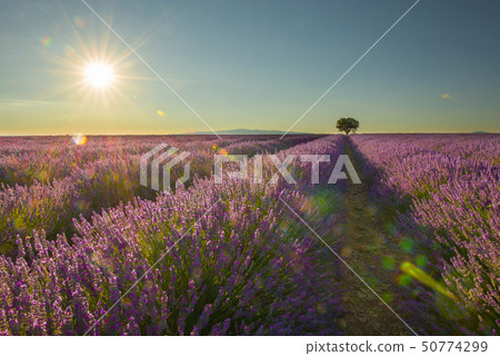 Lavender field with a single tree with sunshine Lavender field with a single tree with sunshine 50774299