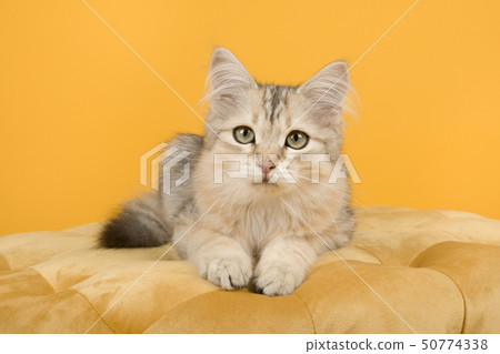 Cute siberian kitten lying down on a yellow pouf 50774338