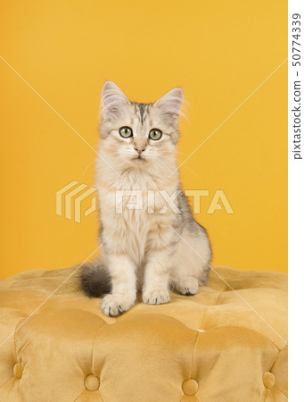 Cute siberian kitten sitting on an yellow pouf  50774339