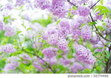 Blooming lilac flowers Blooming lilac flowers 50774498