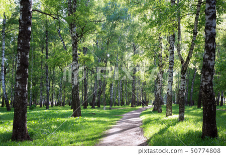 Spring evening birch alley in sunlight 50774808