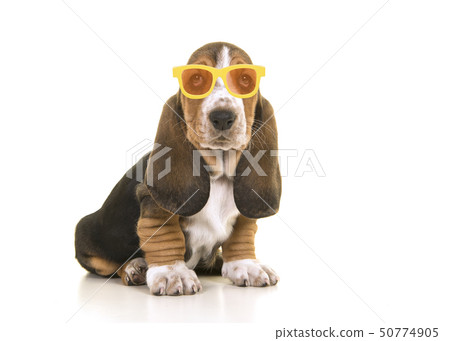 Sitting basset hound puppy wearing glasses Sitting basset hound puppy wearing glasses 50774905