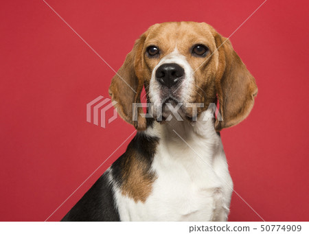 Portrait of a beagle on a red background 50774909