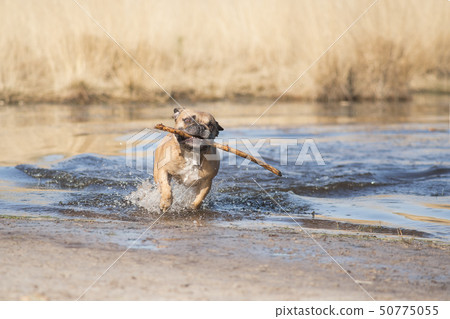 French bulldog running through water with a stick French bulldog running through water with a stick 50775055