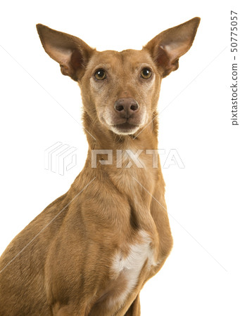Portrait of a podenco andaluz looking at camera Portrait of a podenco andaluz looking at camera 50775057