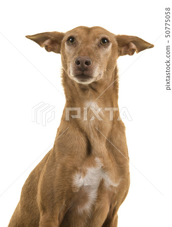 Portrait of a podenco andaluz isolated on white Portrait of a podenco andaluz isolated on white 50775058