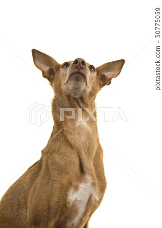 Portrait of a cute podenco andaluz looking up Portrait of a cute podenco andaluz looking up 50775059