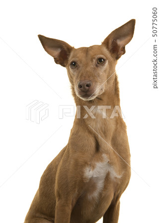 Portrait of a cute podenco andaluz glancing away Portrait of a cute podenco andaluz glancing away 50775060