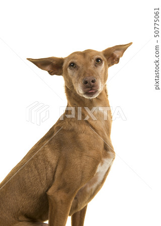 Portrait of a podenco andaluz looking at camera Portrait of a podenco andaluz looking at camera 50775061