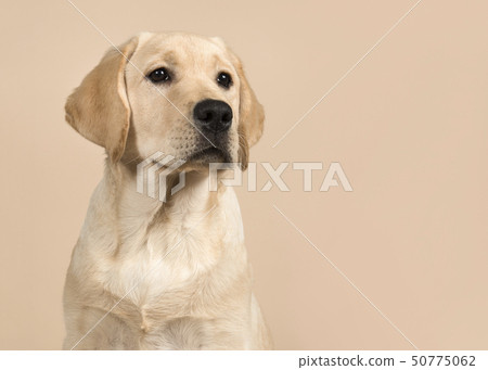 Labrador retriever puppy portrait glancing away Labrador retriever puppy portrait glancing away 50775062