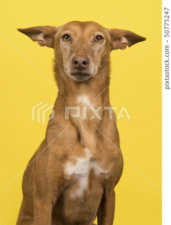 Portrait of a podenco andaluz 50775247