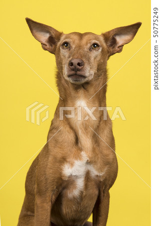 Portrait of a podenco andaluz looking up Portrait of a podenco andaluz looking up 50775249