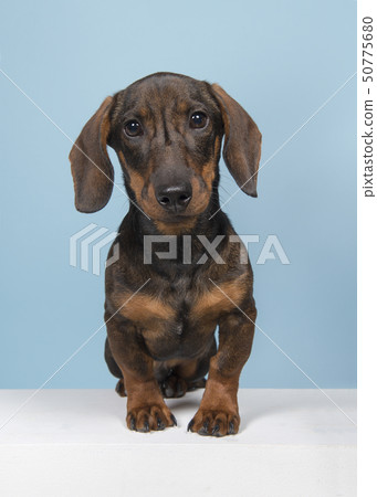 Dachshund looking at the camera 50775680