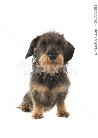 Sitting wirehaired Dachshund looking at the camera 50775681