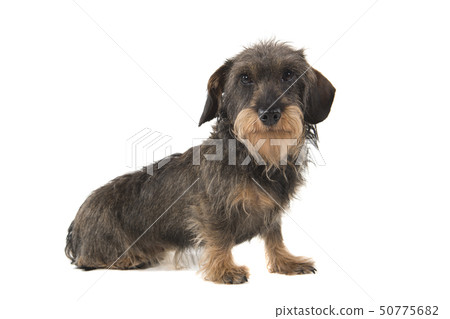 Side view of a sitting wirehaired Dachshund 50775682