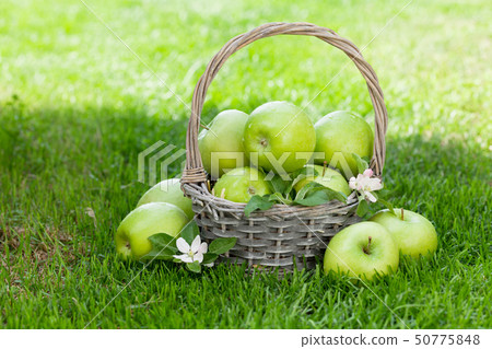 Fresh garden apples in basket 50775848