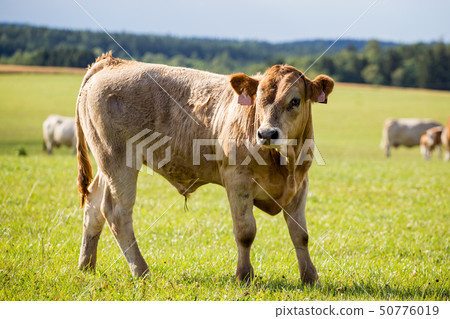 Young bull standing at a pasture. Farm animals. Young bull standing at a pasture. Farm animals. 50776019