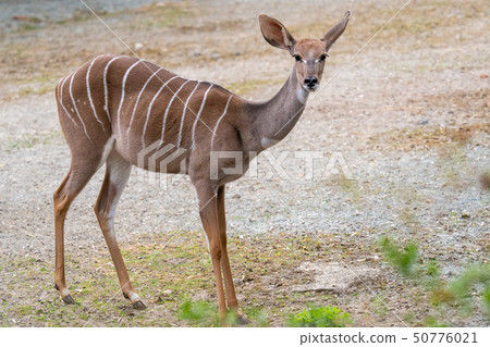 Lesser Kudu (Tragelaphus Imberbis), small antelope 50776021
