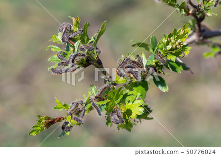 Caterpillar larvae, Brown tail caterpillars on 50776024