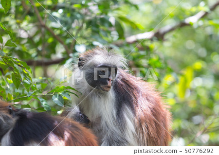 Red colobus Piliocolobus kirki monkey Zanzibar, Tanzania 50776292