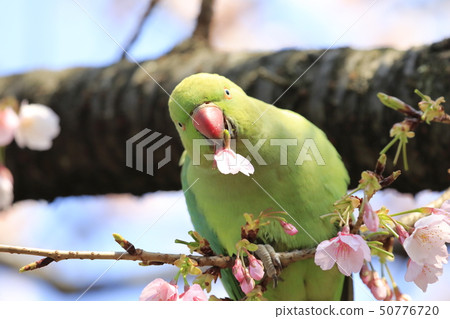 A female rose-ringed parakeet that eats cherry blossoms 50776720
