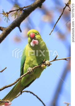A female rose-ringed parakeet that eats cherry blossoms 50776723