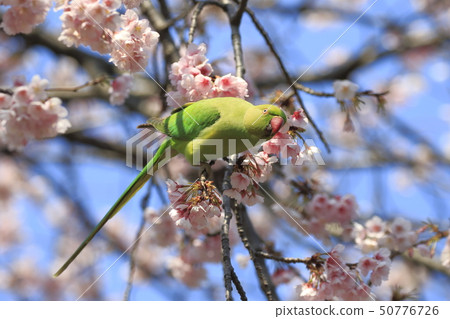 A female rose-ringed parakeet that eats cherry blossoms A female rose-ringed parakeet that eats cherry blossoms 50776726