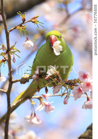 A female rose-ringed parakeet that eats cherry blossoms A female rose-ringed parakeet that eats cherry blossoms 50776808