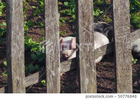 Cute little pig looking behind a wooden fence 50776848