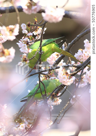 Two females of the wild mackerel that eats cherry blossoms 50776905