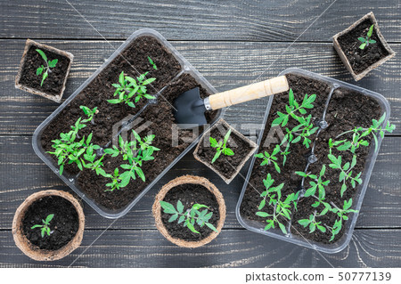 Eco friendly pots with young tomato sprouts Eco friendly pots with young tomato sprouts 50777139