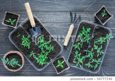 Eco friendly pots with seedlings Eco friendly pots with seedlings 50777140