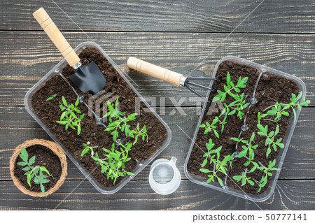 Eco friendly pots with young tomato sprouts Eco friendly pots with young tomato sprouts 50777141