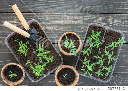 Eco friendly pots with seedlings Eco friendly pots with seedlings 50777142