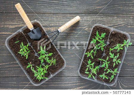 Pots with young tomato sprouts Pots with young tomato sprouts 50777143