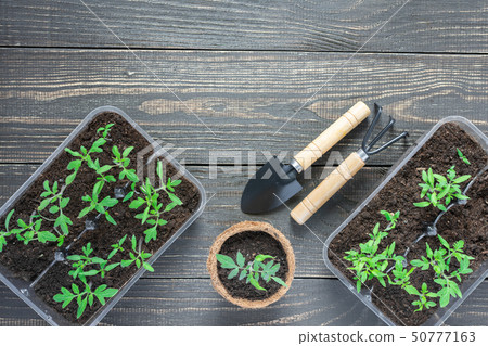 Eco friendly pots with young tomato sprouts Eco friendly pots with young tomato sprouts 50777163