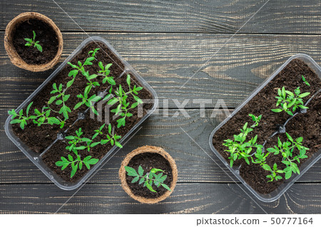 Eco friendly pots with young tomato sprouts Eco friendly pots with young tomato sprouts 50777164